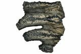 Mammoth Molar Slice With Case - South Carolina #291241-1